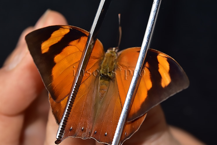 Anaea ryphea ryphea A1 ♀ - Image 6