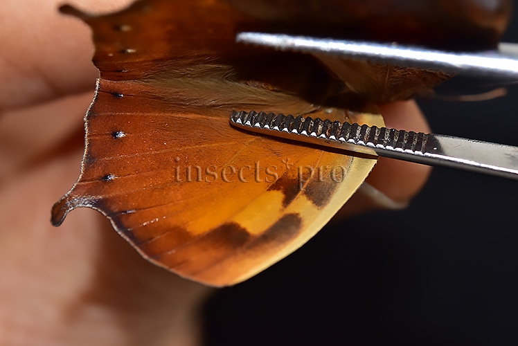 Anaea ryphea ryphea A1 ♀ - Image 4
