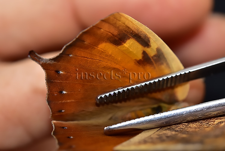 Anaea ryphea ryphea A1 ♀ - Image 5