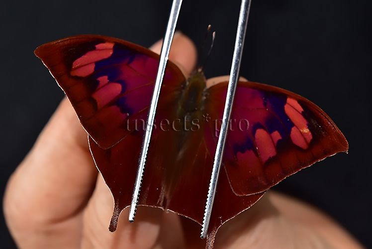 Anaea titan ssp. A1 ♂