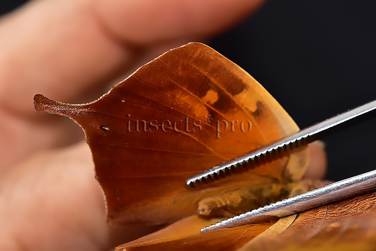 Anaea titan caudata A1 ♀ - Image 5