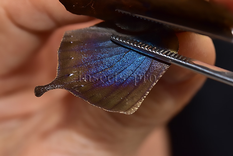 Anaea morvus ♀ - Image 4