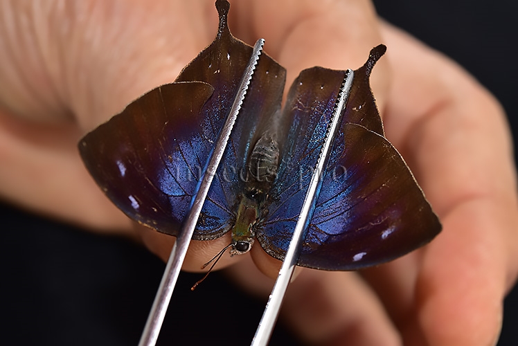 Anaea morvus ♀