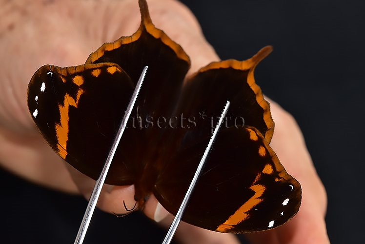 Opoptera aorsa ssp. A1 ♂