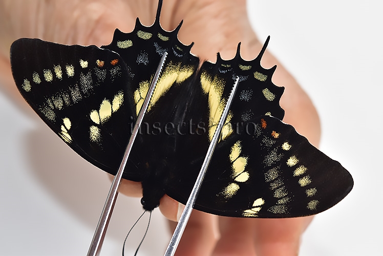 Pterourus cacicus inca A1 ♂