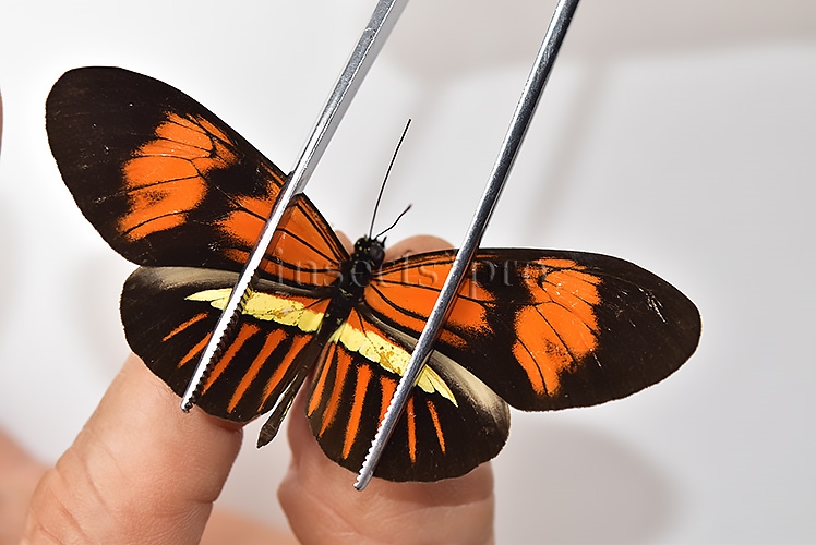 Heliconius melpomene amaryllis x aglaope f. pseudopenelamanda ♂ HYBRID* WILD CAUGHT SPECIMEN