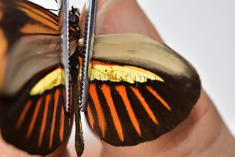 Heliconius melpomene amaryllis x aglaope f. pseudopenelamanda ♂ HYBRID* WILD CAUGHT SPECIMEN - Image 4