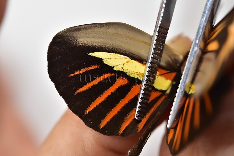 Heliconius melpomene amaryllis x aglaope f. pseudopenelamanda ♂ HYBRID* WILD CAUGHT SPECIMEN - Image 5