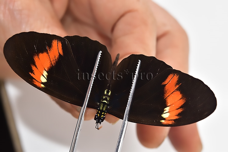Heliconius melpomene amaryllis x aglaope ♂ HYBRID* "KARSCHI" WILD CAUGHT SPECIMEN