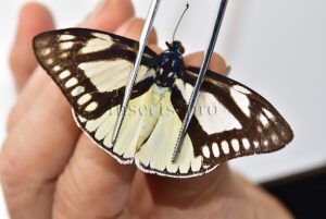 Haemonides cronis odila ♂