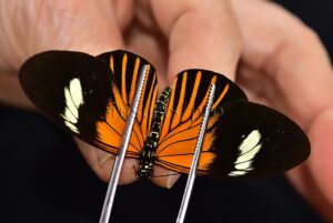Heliconius melpomene aglaope A1 ♂