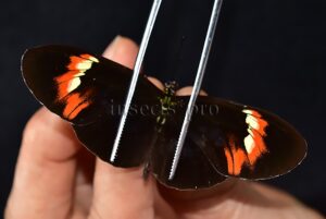 Heliconius melpomene amaryllis x aglaope ♂ HYBRID* WILD CAUGHT SPECIMEN