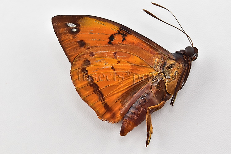 Athis rutila rutiloides ♂ - Image 2