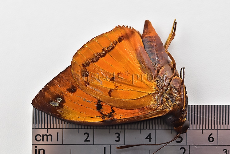 Athis rutila rutiloides ♂ - Image 3