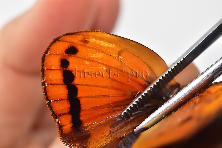 Athis rutila rutiloides ♂ - Image 5