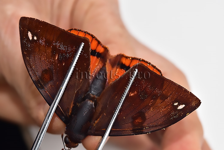 Athis rutila rutiloides ♂