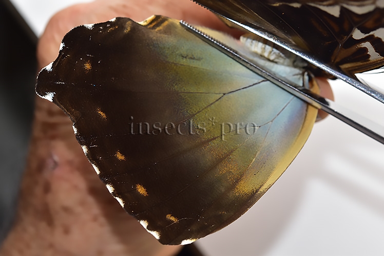 Morpho cisseis jeannoti A1 ♀ - Image 4