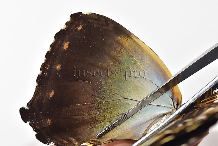 Morpho cisseis jeannoti A1 ♀ - Image 5