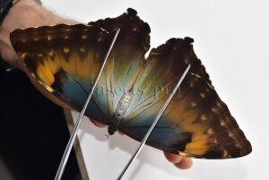 Morpho cisseis jeannoti A1 ♀
