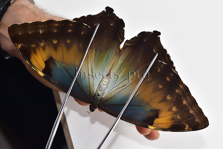 Morpho cisseis jeannoti A1 ♀