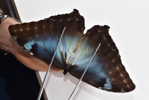 Morpho cisseis gahua f. gahua ♀