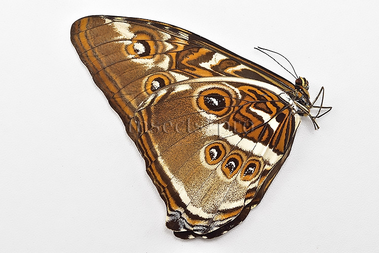 Morpho hecuba obidonus A1 ♂ - Image 2