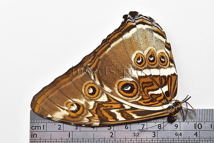 Morpho hecuba obidonus A1 ♂ - Image 3