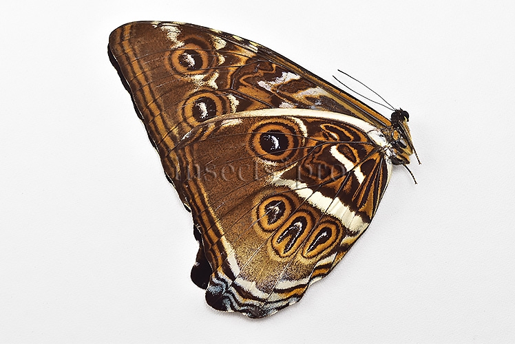 Morpho cisseis ssp. ♂ - Image 2
