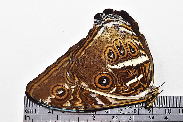 Morpho cisseis ssp. ♂ - Image 3