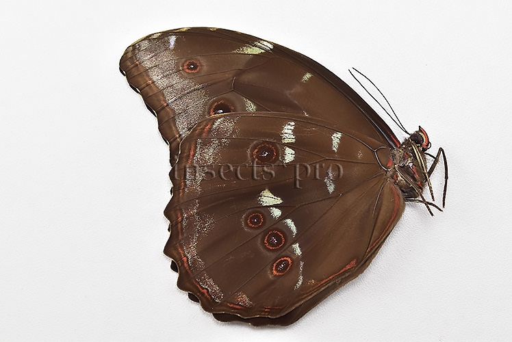 Morpho menelaus occidentalis A1 ♂ - Image 2