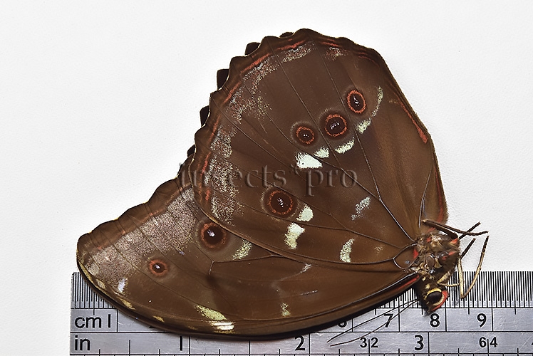Morpho menelaus occidentalis A1 ♂ - Image 3