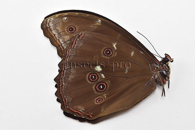 Morpho menelaus occidentalis ♂ - Image 2