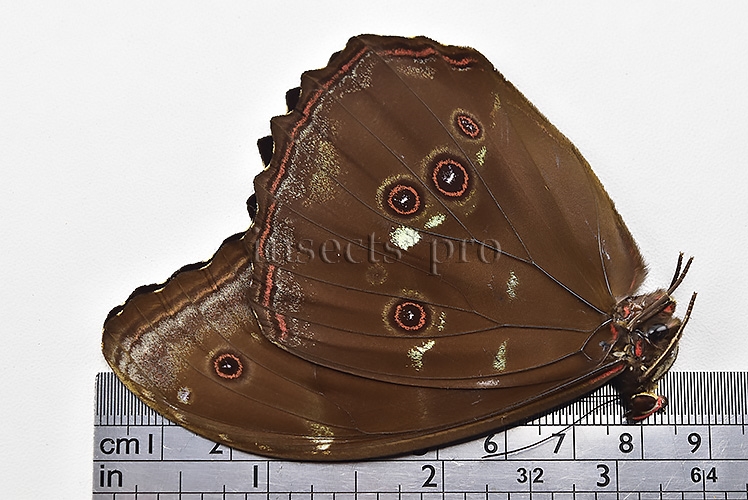 Morpho menelaus occidentalis ♂ - Image 3