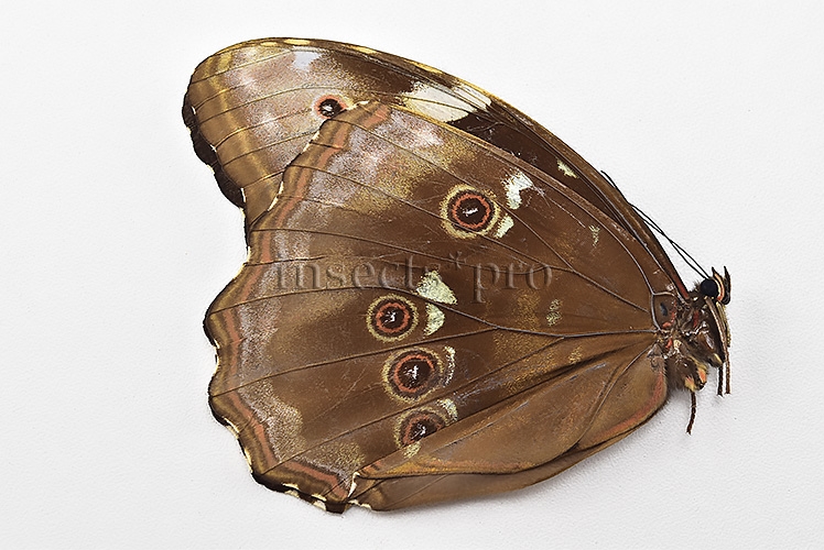 Morpho menelaus occidentalis ♀ - Image 2