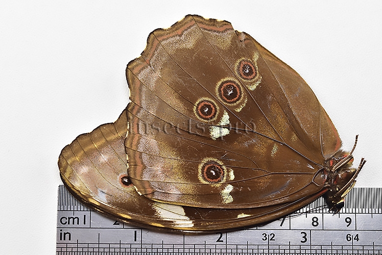 Morpho menelaus occidentalis ♀ - Image 3
