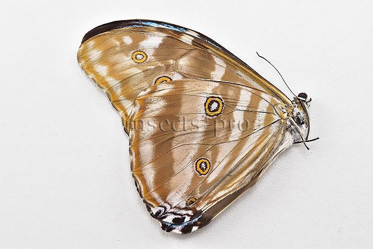Morpho eugenia uraneis ♂ - Image 2