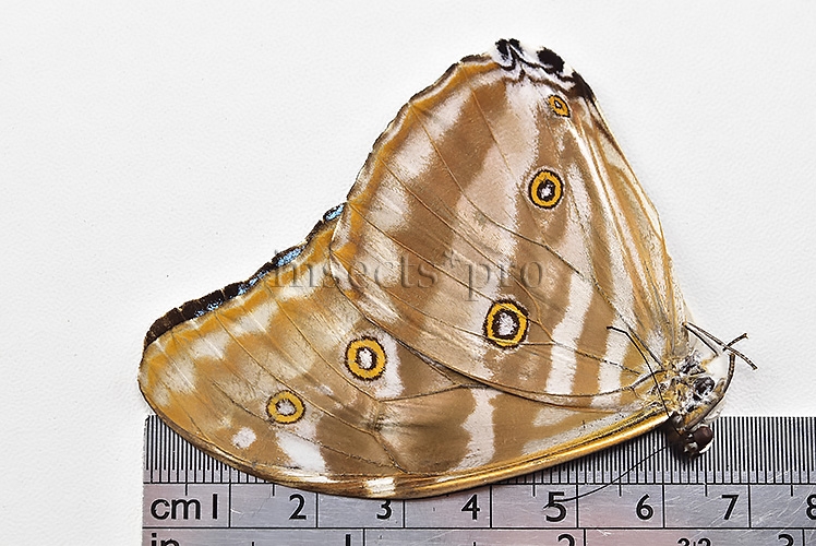 Morpho eugenia uraneis ♂ - Image 3