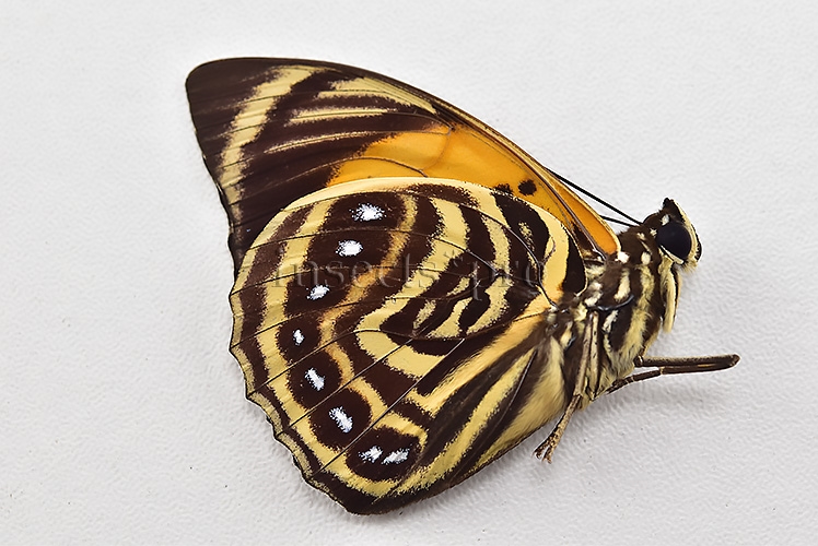 Agrias amydon athenais ♂ - Image 2