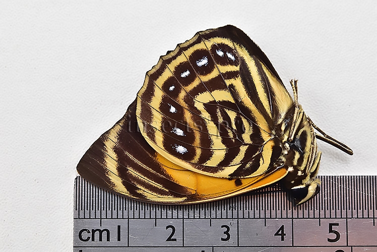 Agrias amydon athenais ♂ - Image 3