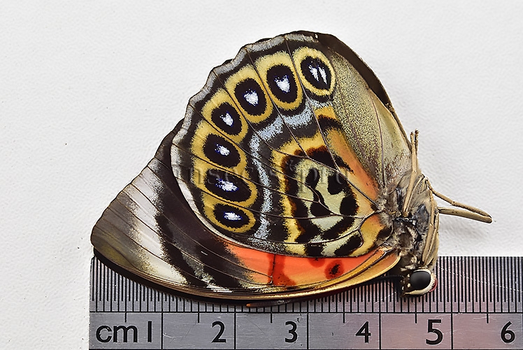 Agrias sahlkei ninus A1 ♀ - Image 3