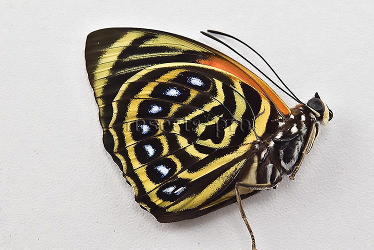 Agrias pericles mauensis A1 ♂ - Image 2