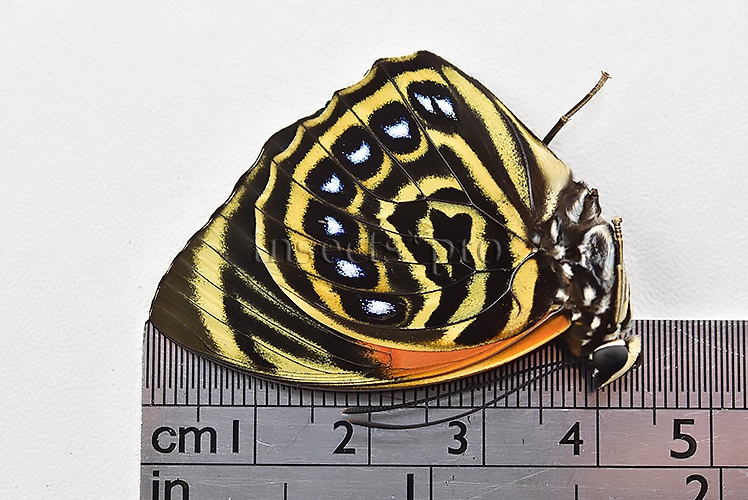 Agrias pericles mauensis A1 ♂ - Image 3