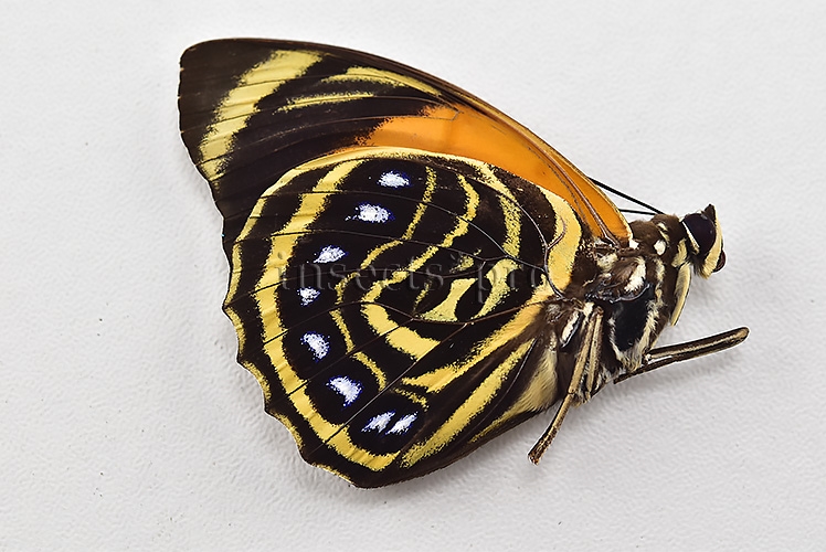 Agrias amydon zenodorus f. flavicellus ♂ RED FORM RARE - Image 2