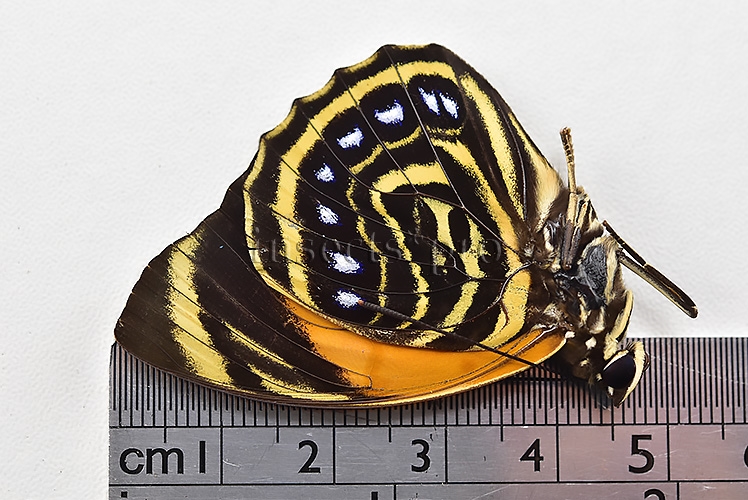 Agrias amydon zenodorus f. flavicellus ♂ RED FORM RARE - Image 3