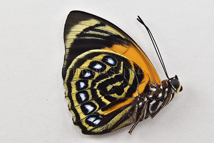 Agrias pericles mauensis ♂ - Image 2