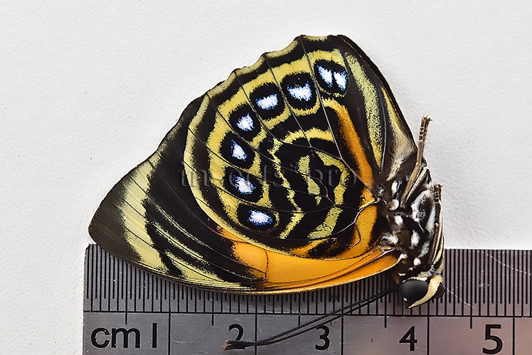 Agrias pericles mauensis ♂ - Image 3