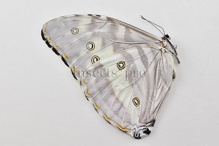 Morpho marcus intermedia A1 ♀ - Image 2