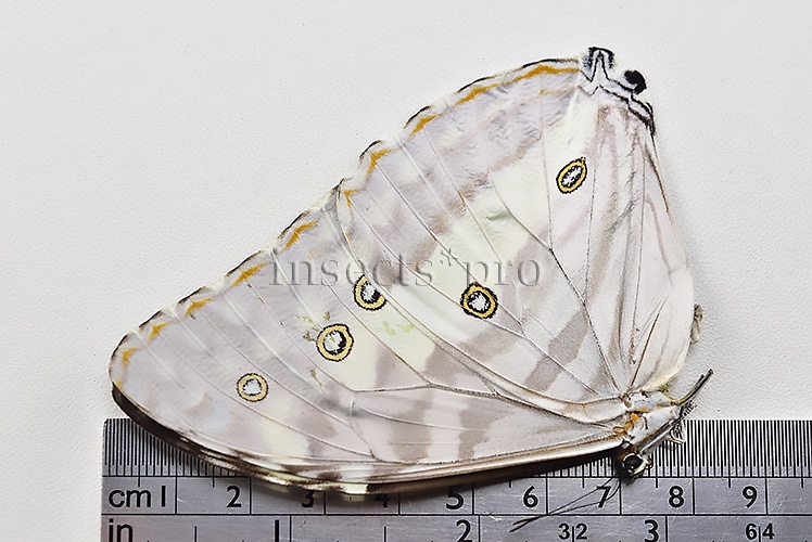 Morpho marcus intermedia A1 ♀ - Image 3