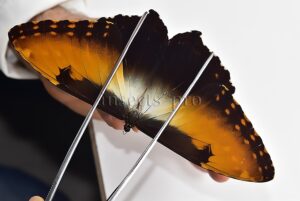 Morpho hecuba obidonus A1 ♂
