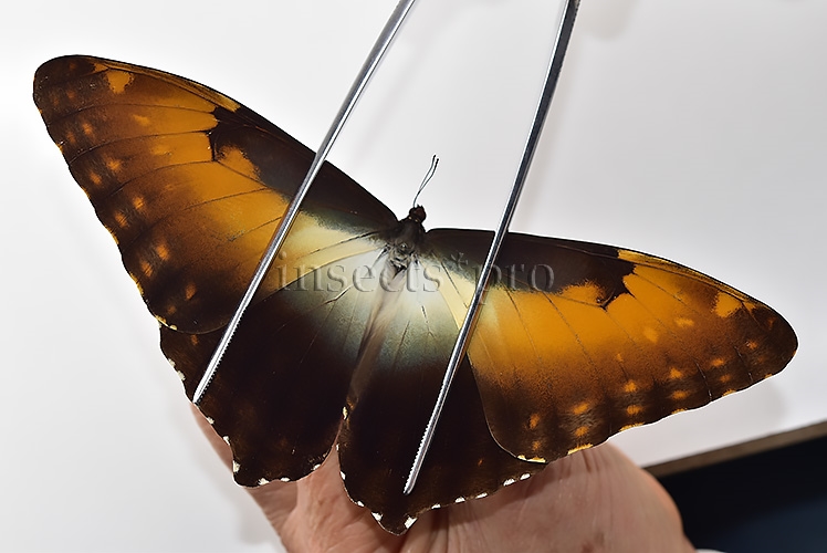 Morpho hecuba obidonus A1 ♂ - Image 5